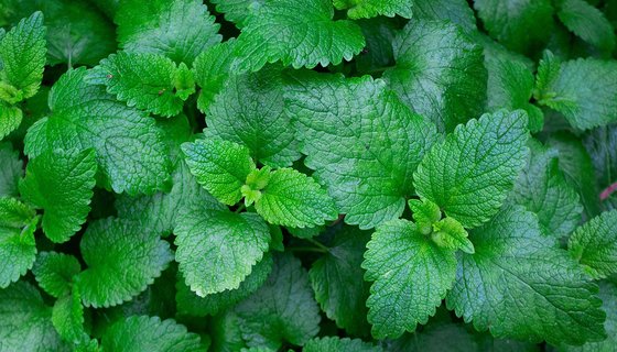 Mint Leaves