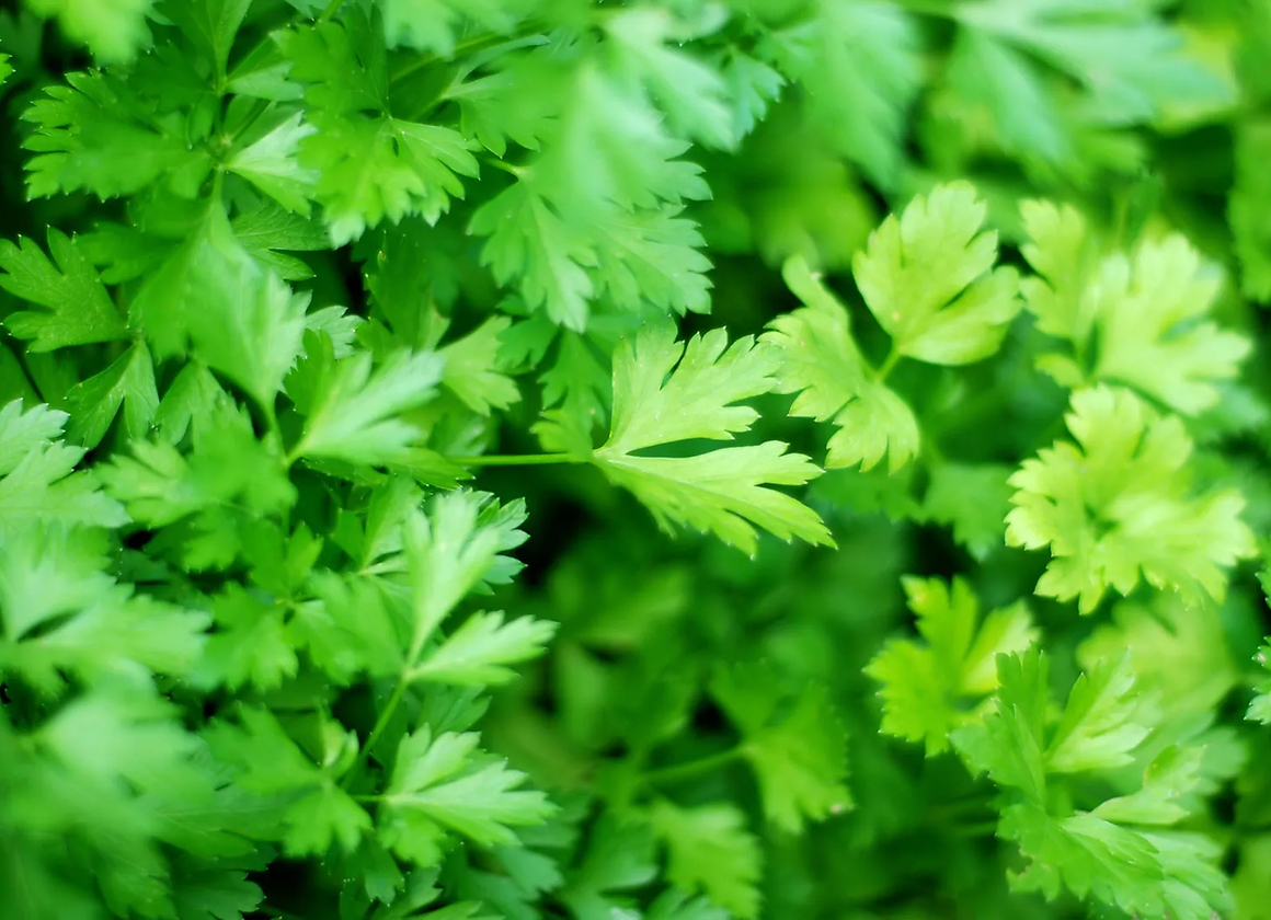 Parsley