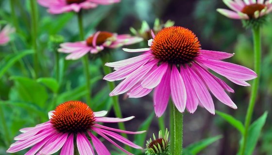 Echinacea